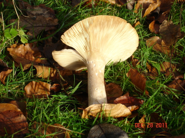 Fleecy Milk Cap Fungi